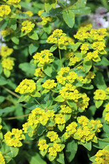 Closeup of Cushion spurge flowers and foliage, North Yorkshire England
