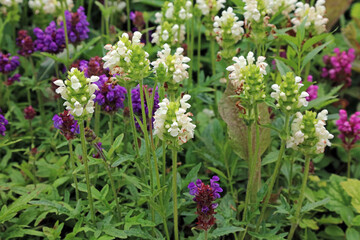 Closeup of white Large Selfheal blooms, North Yorkshire England
