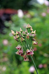 Macro image of Sicilian honey garlic buds, North Yorkshire England
