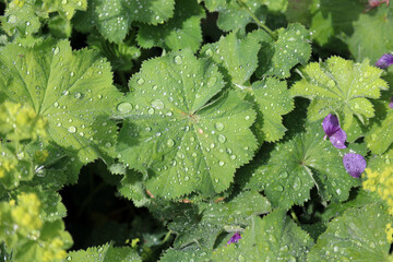Macro image of sunlit Lady's Mantle leaves covered in rain drops, North Yorkshire England
