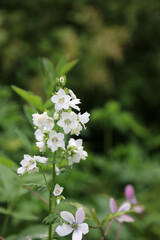 Macro image of white Jacob's Ladder blooms, North Yorkshire England
