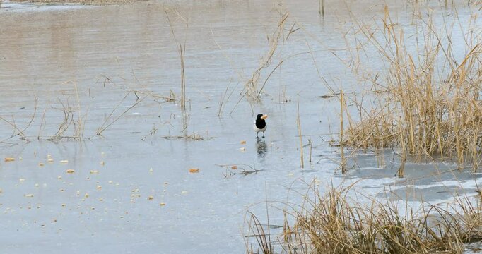 One Eurasian magpie pica feeding on a frozen lake in winter season