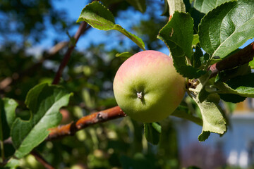 Apple tree branch in the orchard, preparation for harvesting