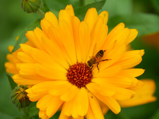 Orange and yellow Calendula flower in the garden. Vibrant and bright medicinal and edible flower in summer.