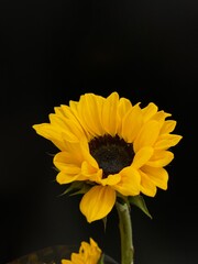 yellow sunflower