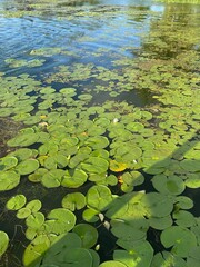 water lily in the pond