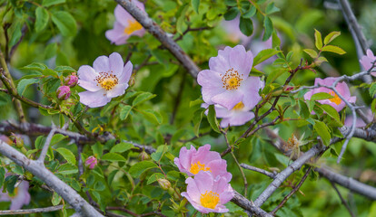 wild roses, Roman Quarry, St. Margarethen, Burgenland, Austria, Europe My 9th 2024