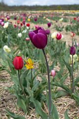 Obraz premium Bright purple tulip in a sunny meadow with blurry background