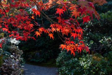 真っ赤な紅葉