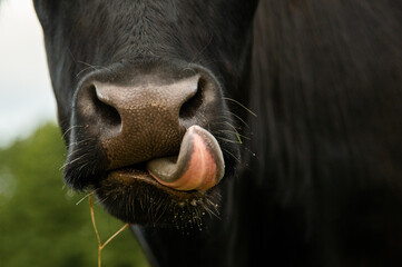 Black angus cow nose up close, cow sticking tongue out