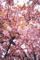 Cherry Blossoms in Full Bloom on a Sunny Spring Day
