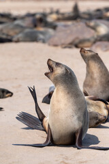 Cape Fur Seals - Arctocephalus pusillus- on the beach of Cape Cross Seal colony, along the skeleton coast of Namibia