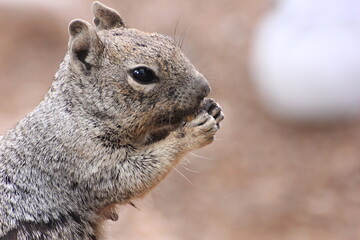 squirrel in the park