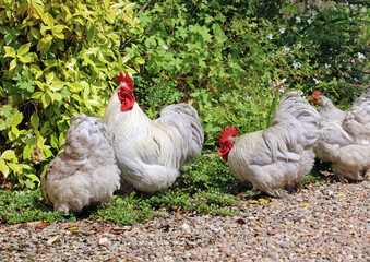 White Pekin Bantam cock and hens, North Yorkshire England
