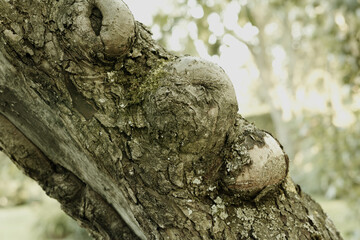 Trees, forest and trunk in nature with bark, bush or pattern at Rebild National Park in Denmark. Woods, environment and healthy ecosystem for texture, crack or branch on landscape with sustainability