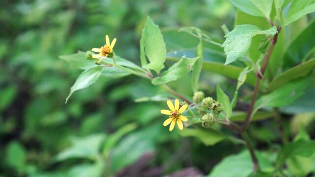 Melanthera biflora flowers on the tree