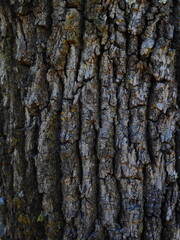 Bark of an oak tree grayish with greenish-colored lichens
