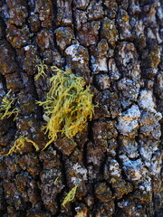 Bark of an oak tree grayish with greenish-colored lichens