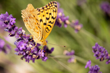 Nature insect butterfly on flower plant.