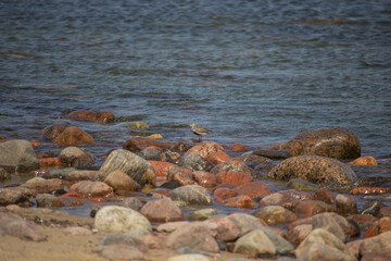 Dunlin (Calidris alpina) shore bird walking on the beach.