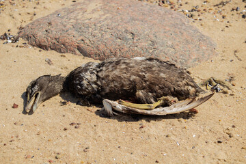 Dead body of bird caused by disease on Ocean beach.