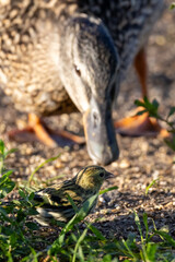 Female Mallard eating at early morning.