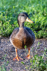 Female Mallard eating at early morning.