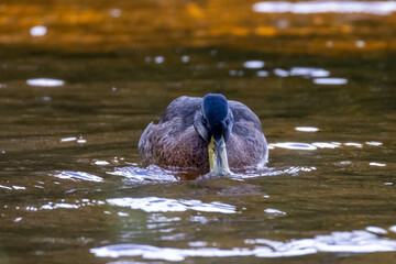Fototapeta premium Female Mallard eating at early morning.