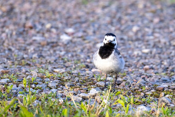 Obraz premium White Wagtail eating at early morning.