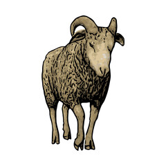 Goat animal vector ilustration design 