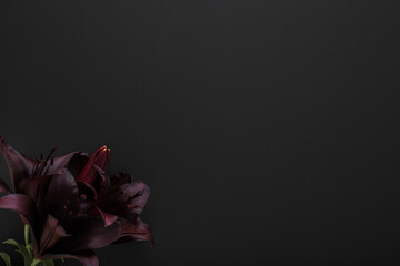 Fresh dark burgundy lily flowers on black table background. Closeup. Condolence card. Empty place...