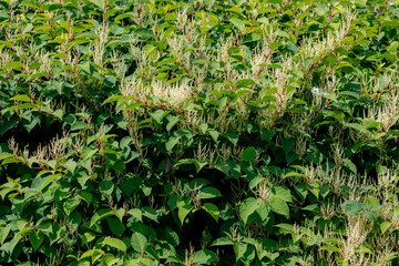 Selective focus of green leaves and white flowers, Reynoutria japonica is a genus of flowering plants in the family Polygonaceae, A species of herbaceous perennial plant, Natural greenery background.