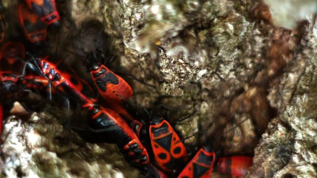 Very close-up static shot of Pyrrhocoris apterus in a ditch while sleeping. Top view, one beetle trying to eat something.