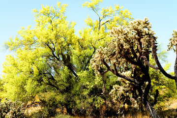 Naklejka premium Palo Verde Tree, Sonora Desert, Mid Summer