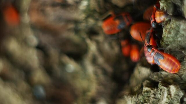 Video close up of firebug beetles crawling on the ground. Video in a small blur and out of focus