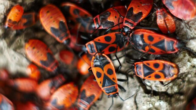 Macro video of the process of collective reproduction of Pyrrhocoris apterus beetles. Very close-up view from above.