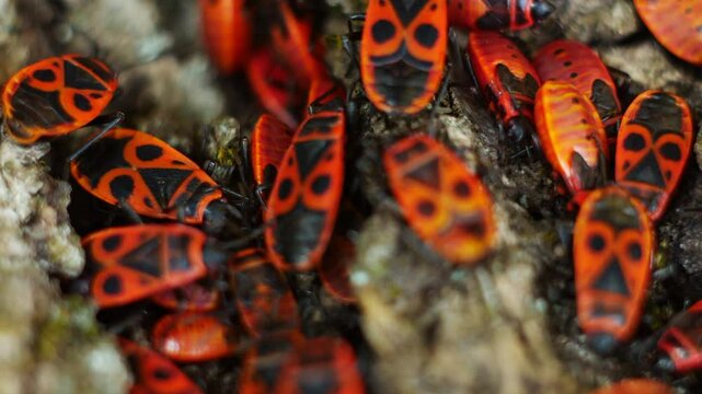 Very close-up of Pyrrhocoris apterus beetles sleeping on the bark. Some insects lazily wiggle their whiskers.