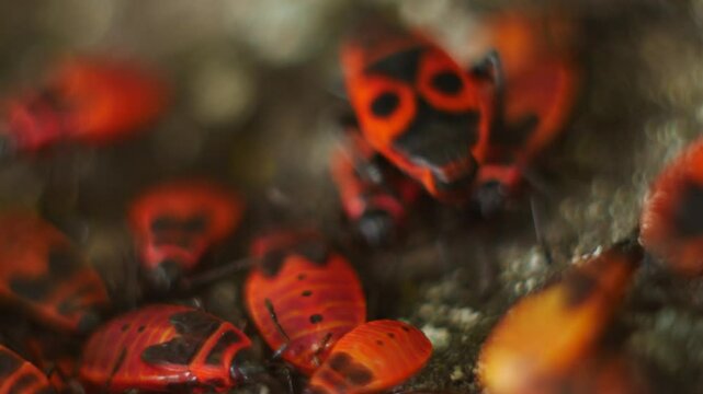 Macro Video with blur of firebug insects during their active movement. Some of the beetles are sleeping quietly.