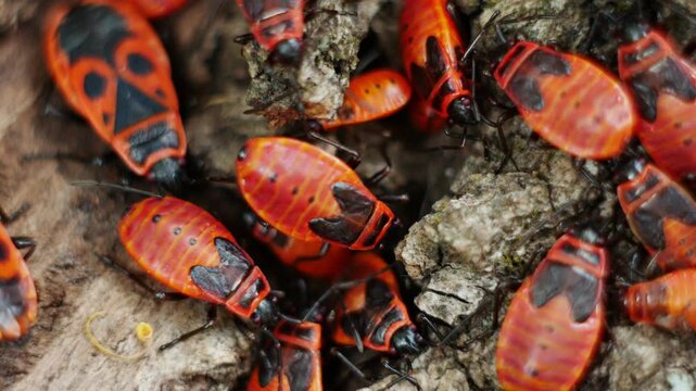 Static macro video of firebug beetles with their small children. Adult beetles lazily move their whiskers, and the babies move.
