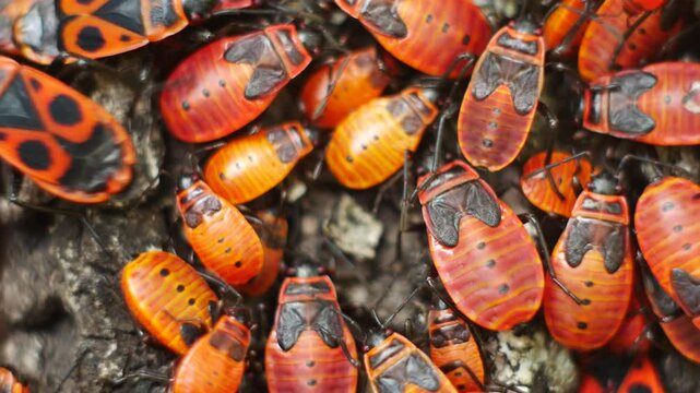 Video filming of a cluster of fire bugs during their breeding season. Macro photography of the eternal movement of fire bugs.