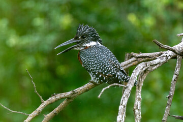 Martin pêcheur géant,.Megaceryle maxima, Giant Kingfisher