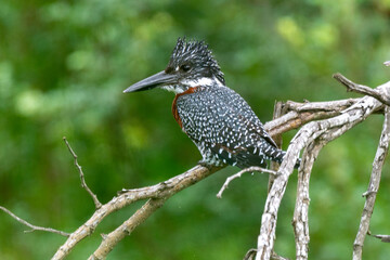 Martin pêcheur géant,.Megaceryle maxima, Giant Kingfisher