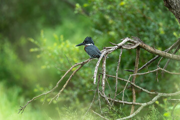 Martin pêcheur géant,.Megaceryle maxima, Giant Kingfisher