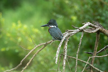 Martin pêcheur géant,.Megaceryle maxima, Giant Kingfisher