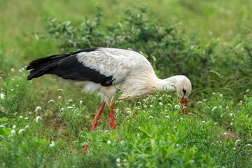 Cigogne blanche, Ciconia ciconia, White Stork