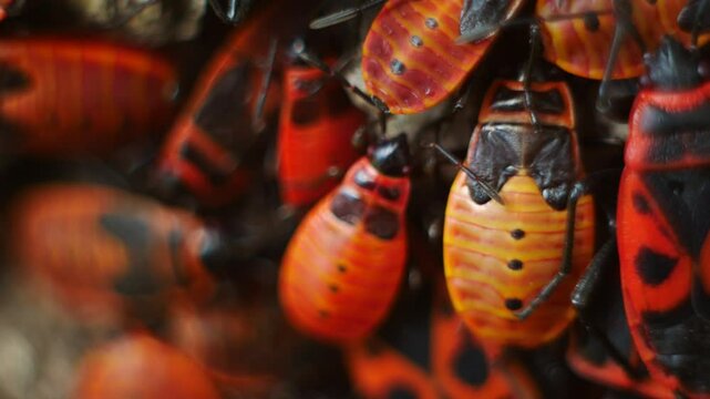 Macro photography of a group of firebugs during mating period. The beetles hid on the tree bark.