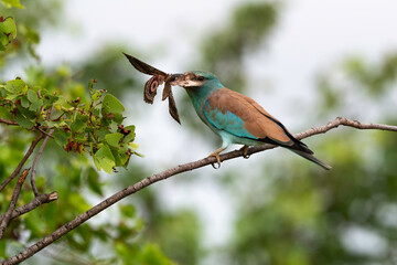 Rollier d'Europe,. Coracias garrulus, European Roller