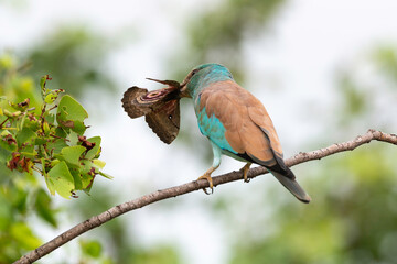 Rollier d'Europe,. Coracias garrulus, European Roller