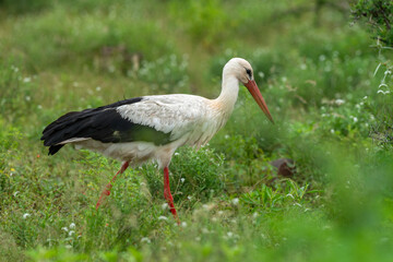 Cigogne blanche, Ciconia ciconia, White Stork