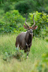 Nyala, male, Tragelaphus angasii, Parc national Kruger, Afrique du Sud